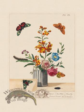 Moses Harris Insects 40